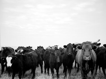 Cows, Wichita Falls, Texas