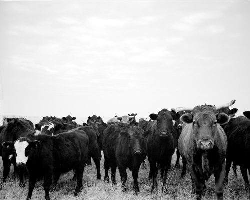 Cows, Wichita Falls, Texas
